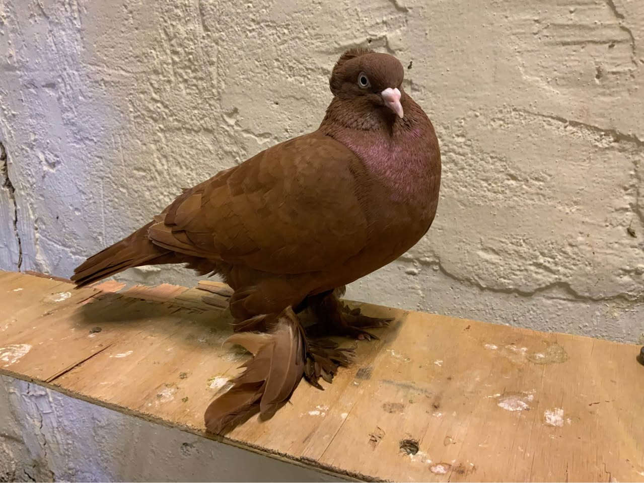 بسم الله ،اللهم صل وسلم على محمد وآل محمد، حمام رواعب للبيع للتقيم والبيع النجف, العراق


**إذا كنت صاحب هذا الإعلان وتريد حذفه لأي سبب، رجاءا أرسل رسالة إلى الدعم الفني**