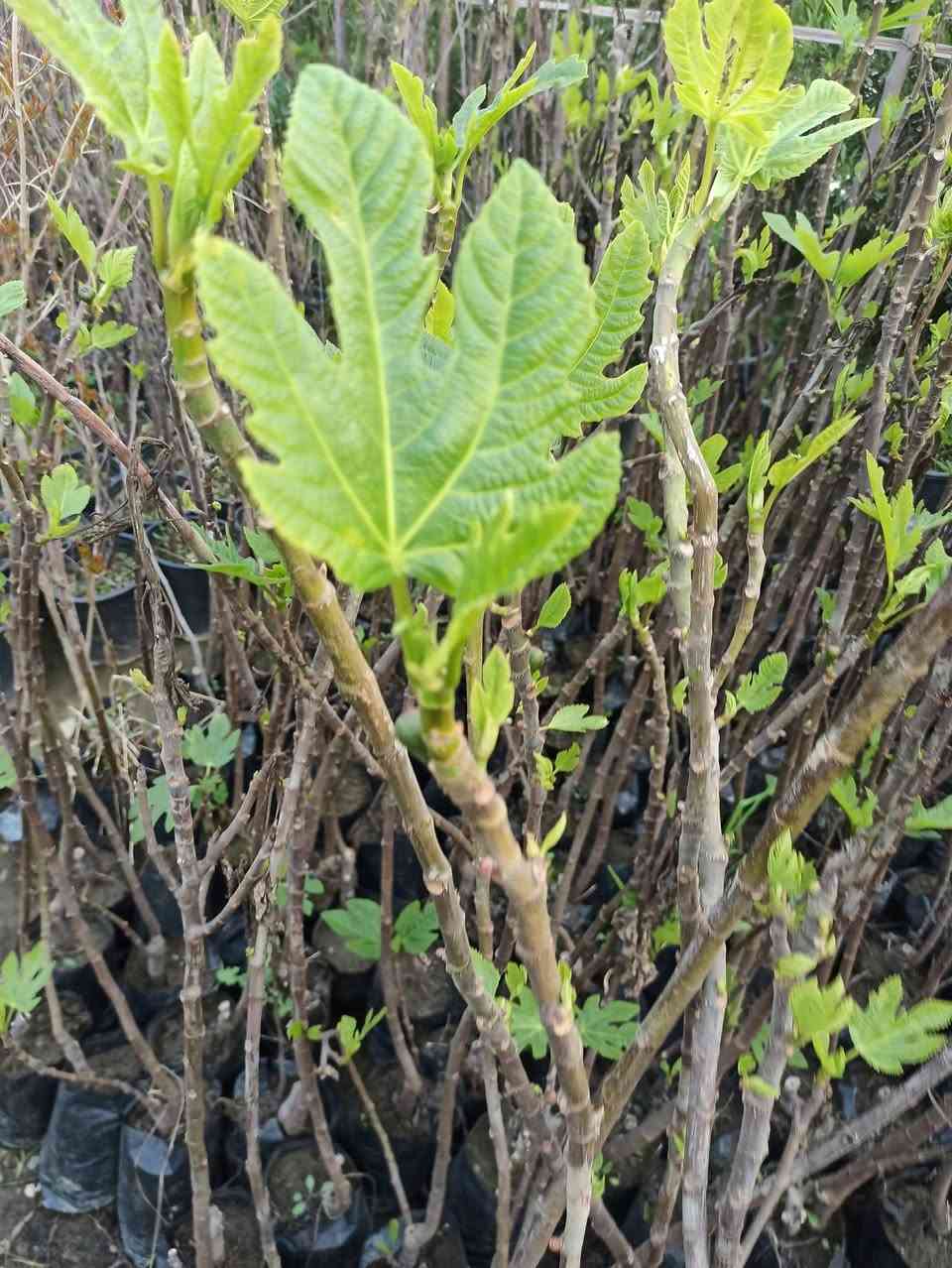 متوفر لأن 
أشجار التين من افضل أنواع 
الحجز والاستفسار الاتصال او مراسلة الصفحة 
يوجد لدينا خدمة توصيل لكافة احياء مدينة الموصل 
***********
