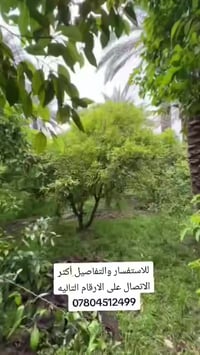 بستان للبيع المساحة 2500متر واجهة 24م نزال 100م   طابو زراعي سند 25 عل...