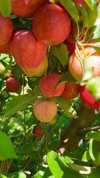 شتلات تفاح • كاغدي • حله الاكرمين