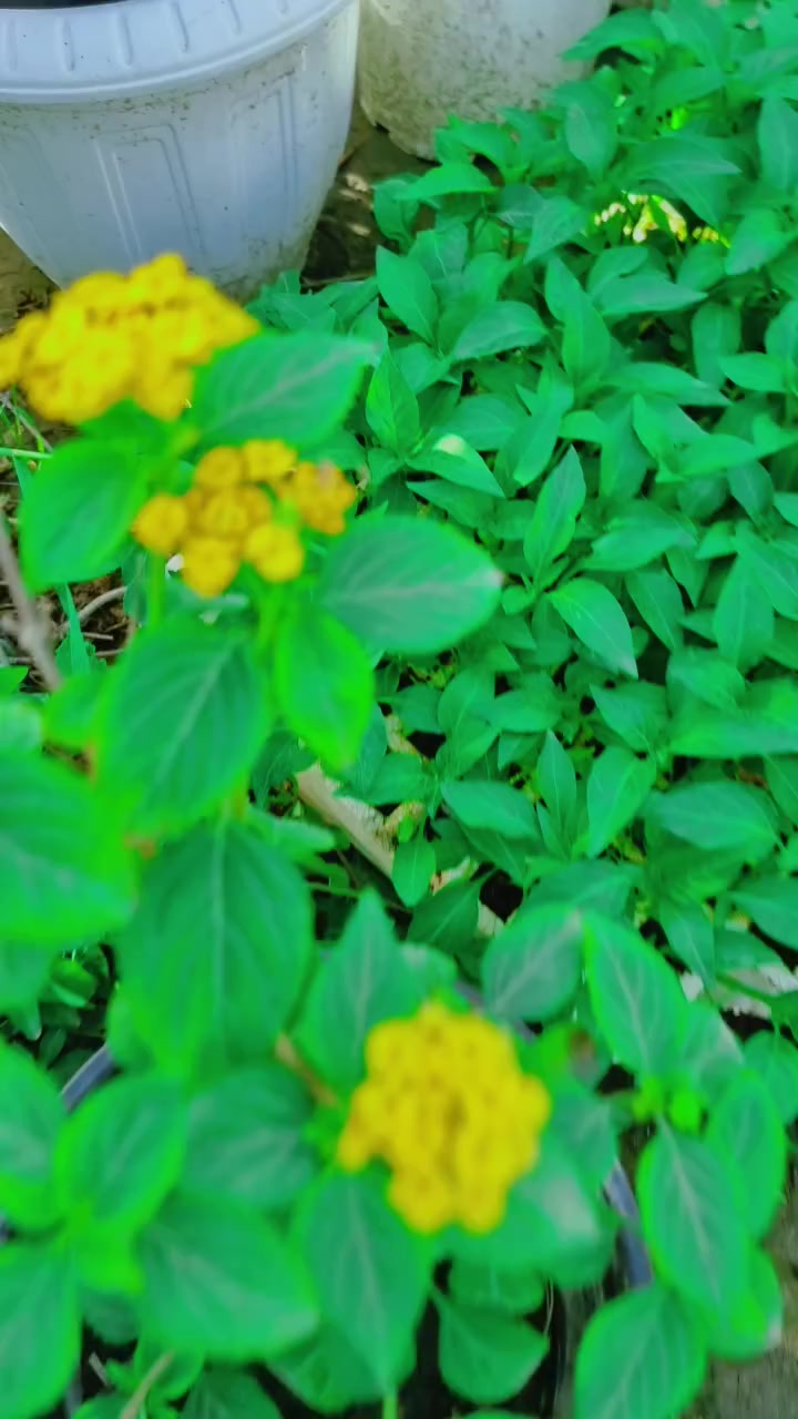 مينا  اصفر وابيض


**إذا كنت صاحب هذا الإعلان وتريد حذفه لأي سبب، رجاءا أرسل رسالة إلى الدعم الفني**