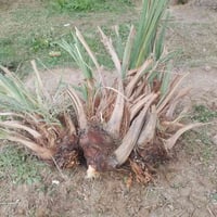 فسائل نخيل • شويثي اصفر • قضاء النصر