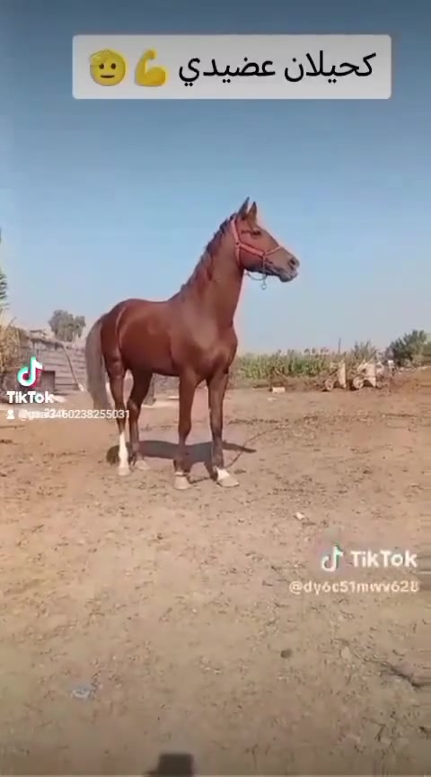 يالله حصان عربي معروف رتفاع 155مكفول من مرابط خياله فول 
مراوس يرهم 
***********
