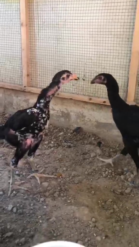 5 جوجکەی ئەڵمانی هەزاز ماشاللە ماڵەکە دیارە پیویست بەوسف ناکات سێ بار و دووبارۆکە تەمنی دوو مانگ ونیوو ژ.م ***********
