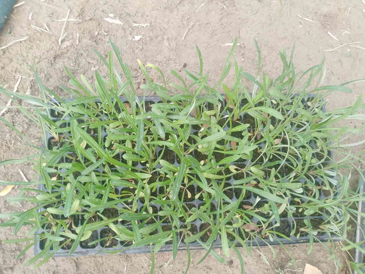 على بركه الله 
تتوفر دايات 
كزانيا بذور F1
فلفل زينه بذور F1
استر بذور محليه 
جاهزه للتحويل ***********
