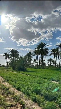 5 دوانم على المشروع الاروائي صب الرئيسي مباشر جاهزه من كلشي سعر الدونم...