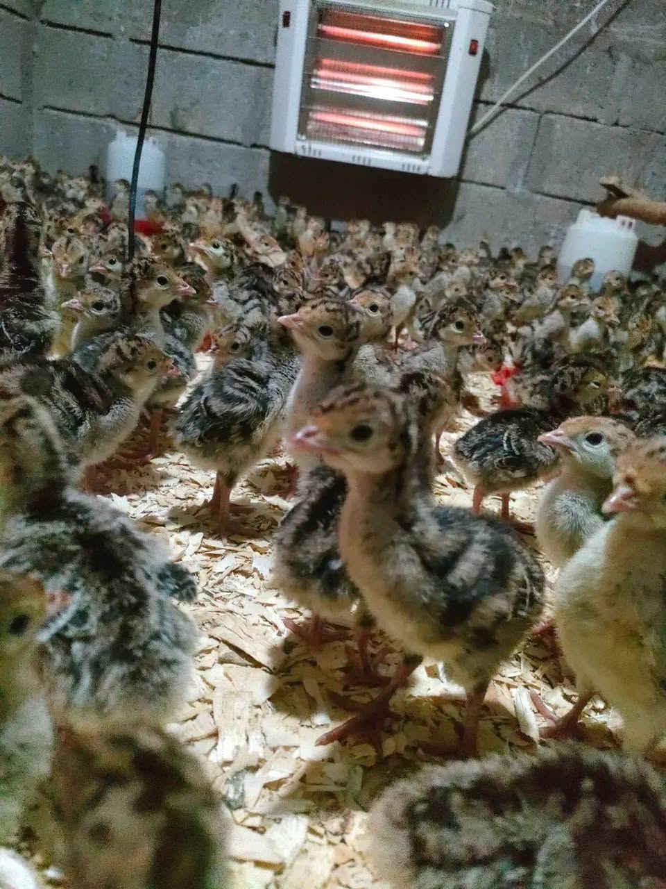 📢 تنبيه بخصوص حجوزات أفراخ الفسيفس
​السلام عليكم،
يرجى من جميع الإخوة الذين لديهم حجز على "أفراخ الفسيفس" الاتصال بنا على الرقم أدناه لتثبيت الاستلام.
​💰 سعر الزوج: 10 آلاف دينار.
​⚠️ ملاحظة: يرجى الحضور اليوم لاستلام حجزكم، ولا نتحمل مسؤولية أي حجز يتأخر صاحبه ليوم غد.
​📞 للتواصل: ***********
