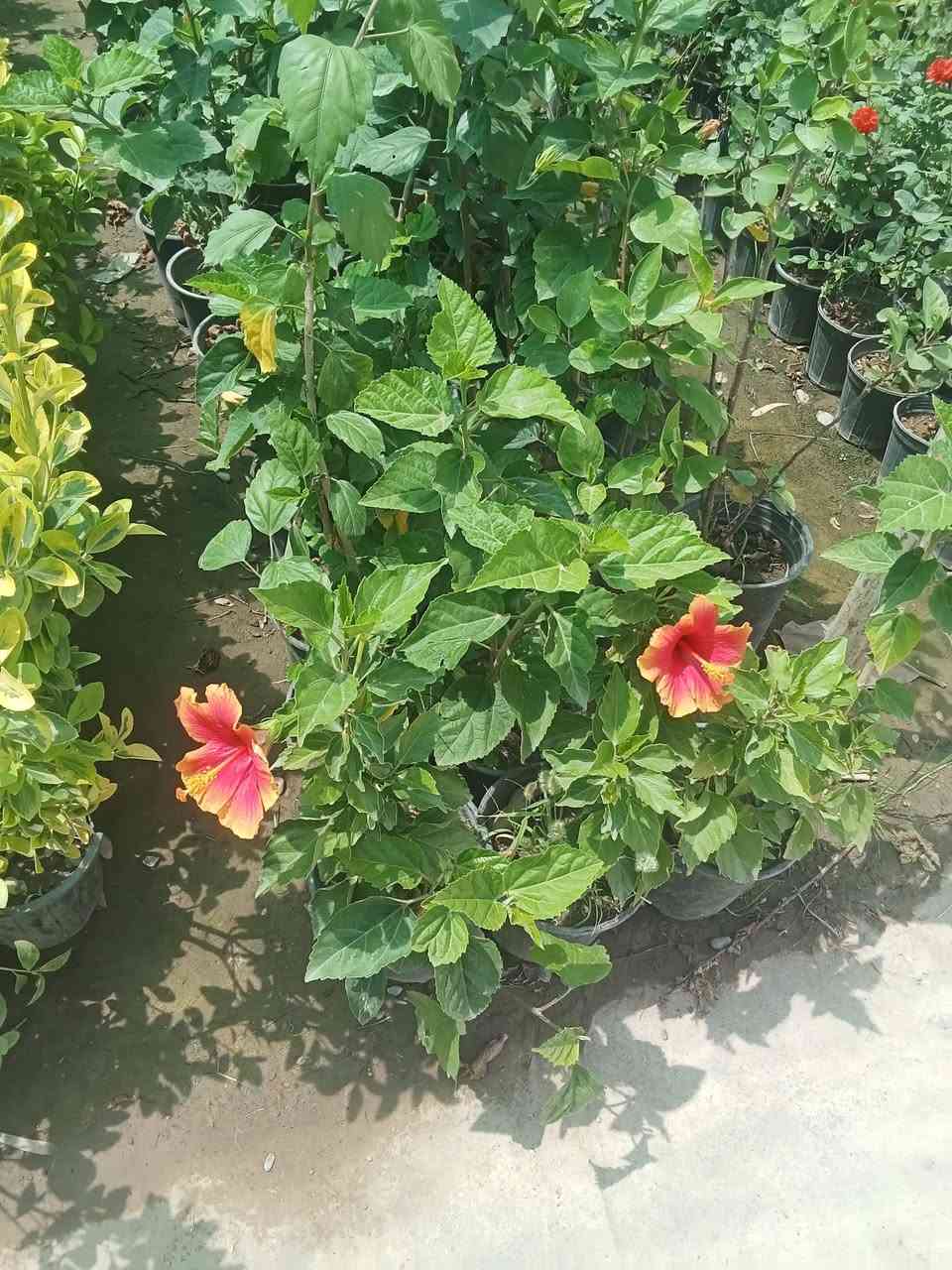يوجد جميع نباتات


**إذا كنت صاحب هذا الإعلان وتريد حذفه لأي سبب، رجاءا أرسل رسالة إلى الدعم الفني**