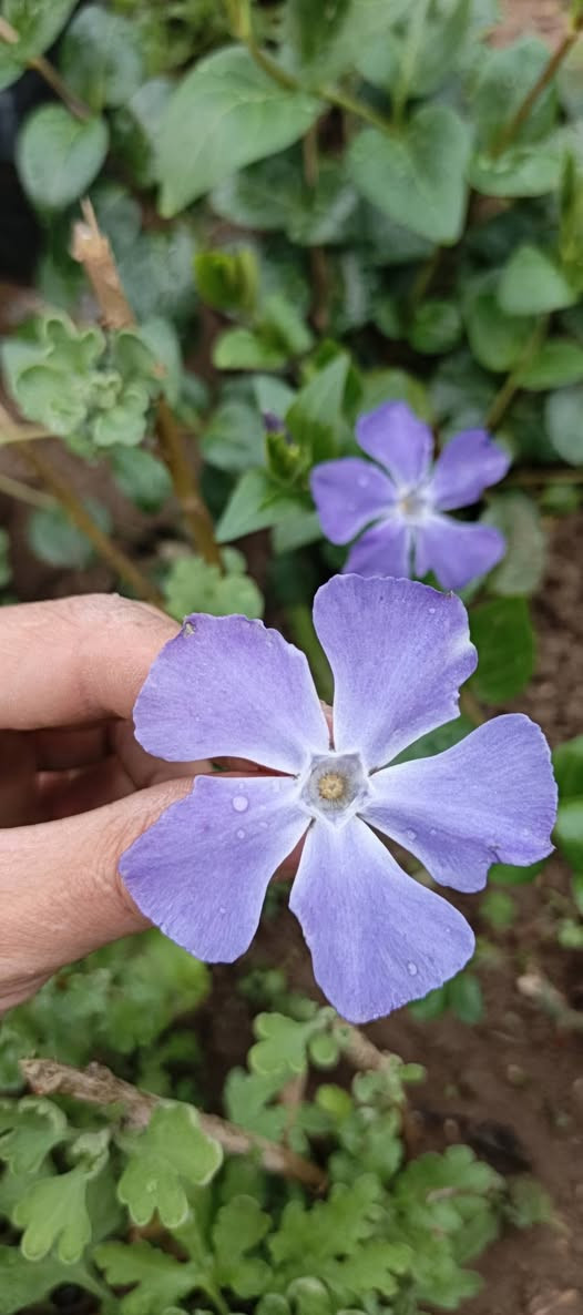 🌿لاولاوی هەمیشە سەوز یاخود گوڵی ڤینکا  
💜گوڵی مۆری زۆر تایبەت
عەدەدێکی کەم بەردەستە و باخچەکەت بێ بەش مەکە لەم جوانییە 👌


**إذا كنت صاحب هذا الإعلان وتريد حذفه لأي سبب، رجاءا أرسل رسالة إلى الدعم الفني**