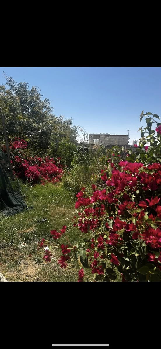 مزرعه تجاريه عله شارع كربلاء عمود ١٧٦ ركن مروس اوللبيع مسیجه بل کامل معه بيت مساحه ٣٥٠ خط ماء كهرباء کافه الخدمات موقع مميز عله شارع . سعر مناسب شراي *********** يتصل ويدلل

أ

إضافة
