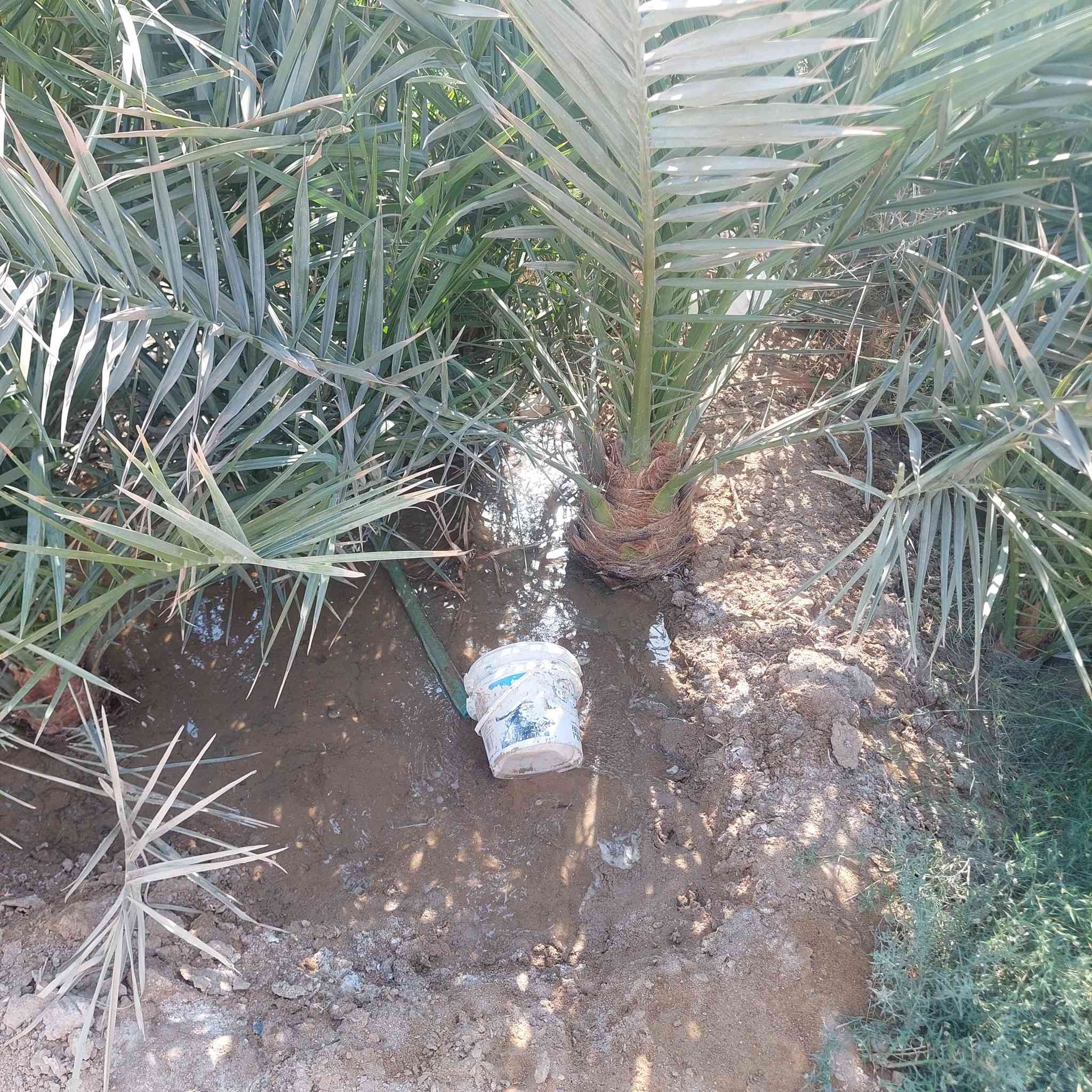 سلام عليكم  دونم زراعي البيع بيه بيت سندوج وزارعين بيه نخل وسدر مثل ما واضح بل صوره كهرباء وماي ارتواز العنوان الزبير المكصب ورا الخليل نهايت الشارع العام ***********////***********
