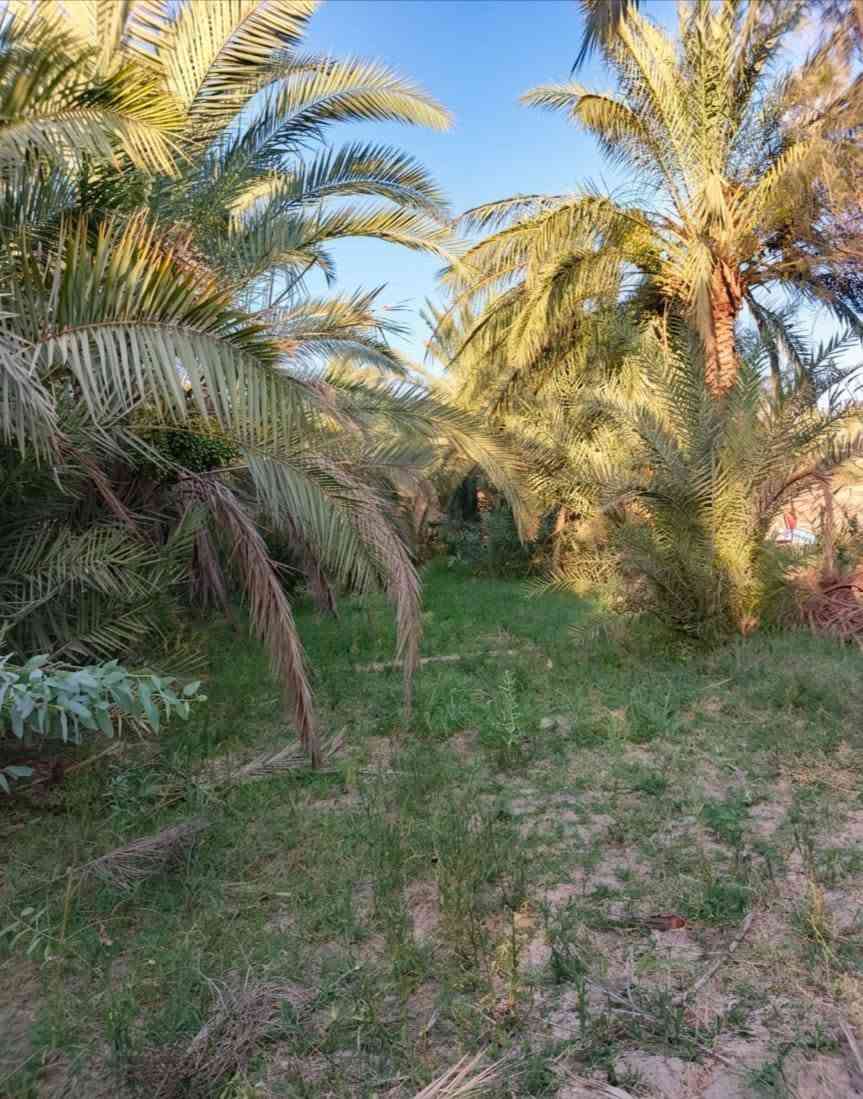 السلام عليكم بستان اللبيع مساحه دونم وربع 
الكراده مقابيل المصلخ/الاستفسار الاتصال ***********
