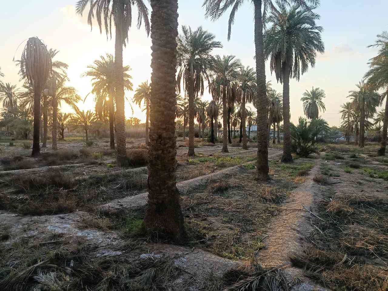 السلام عليكم
بساتين للبيع طابو زراعي سند 25
للئيتفسار ***********
