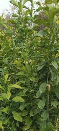 نارنج • ٤٠-٩٠سم • صدر القناة