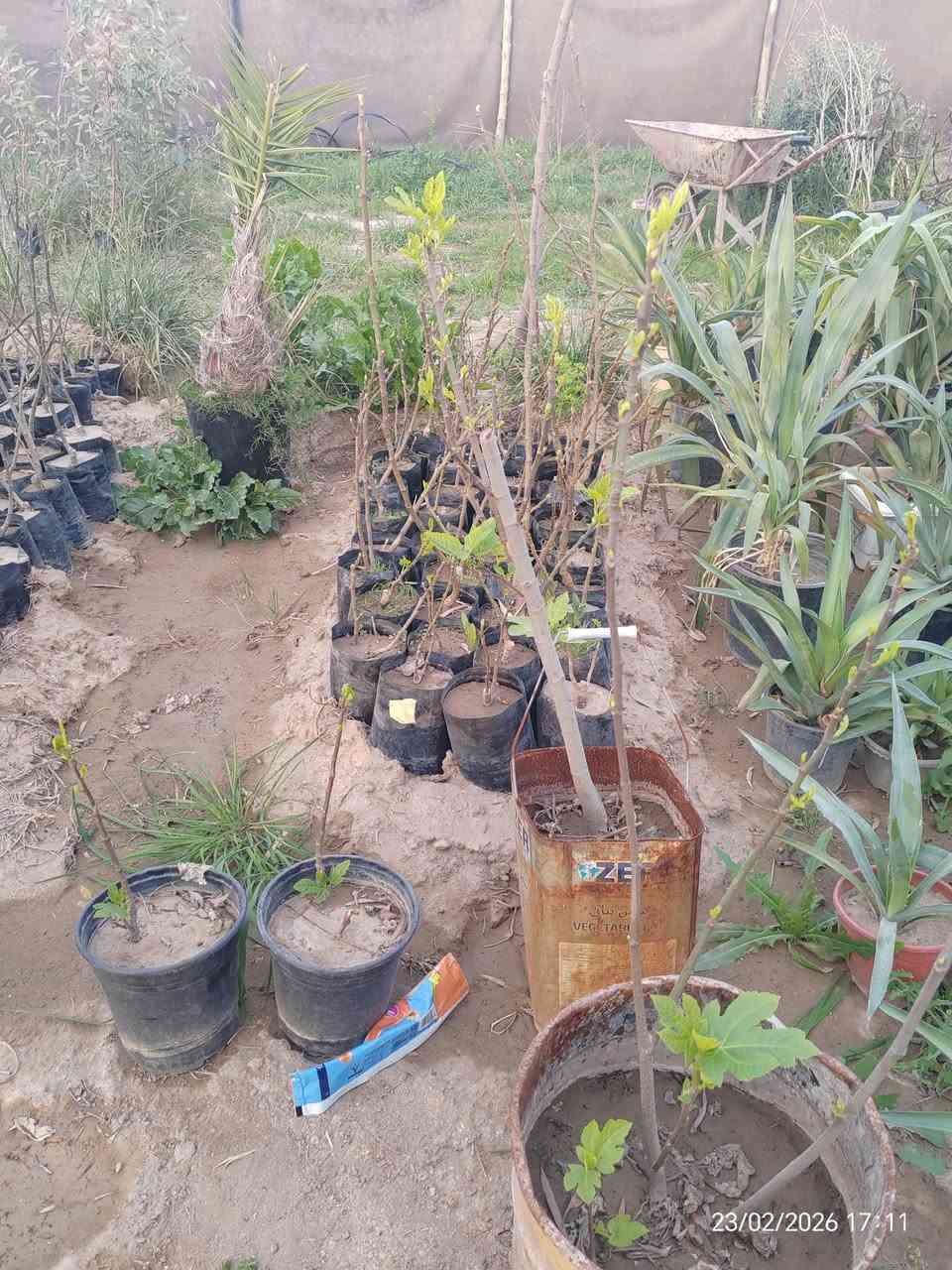 🌿🔥 متوفر لدينا شتلات تين بعدة نوعيات مميزة 🔥🌿
نوفر أفضل أنواع التين المثمرة والمضمونة 👌
🌱 الأنواع المتوفرة:
• التين التركي الأصفر
• تين عبيد
• تين بني مسلم
🌳 شتلات قوية ومختارة بعناية
🌞 تتحمل أجواء العراق وتنتج ثمار غزيرة بإذن الله
💰 الأسعار تبدأ من 2000 دينار إلى 9000 دينار
(حسب النوع والحجم)
📍 الكمية محدودة
للاستفسار والحجز راسلنا على الخاص 📩

للتواصل (*********** / ***********)

 موقع المشتل ( الحساوية مجاور ملعب الشعب)

وقت العمل العصر فقط من الساعة 3 الى اذان المغرب
بأدارة محمد عماد
