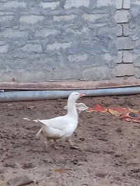 غازه للبيع عتكيه مالت العام على مبياض سعر 25 07744417527