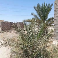 ٤دونم • قرب سيطرة الزنابرة • دار حديث