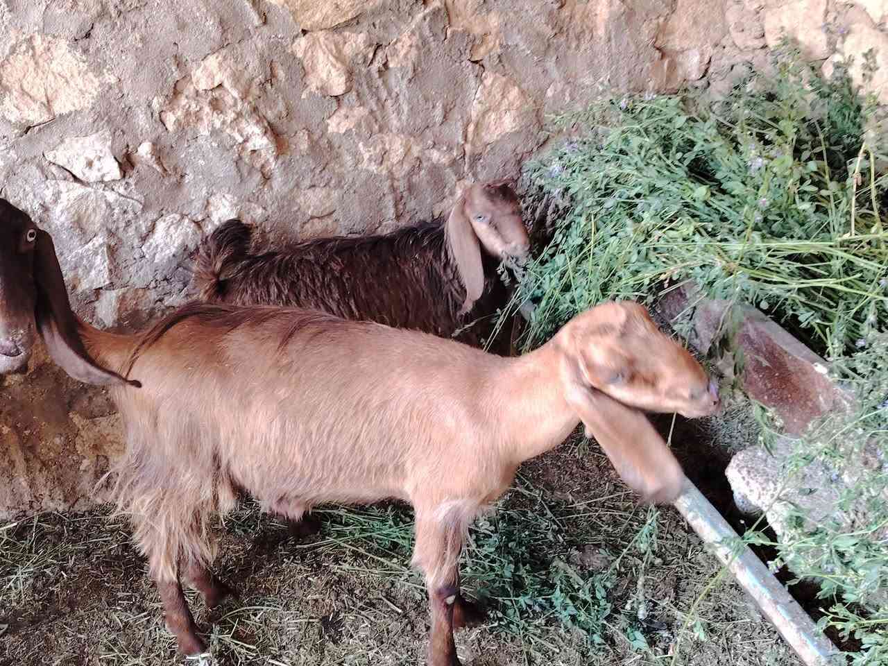 متاح معز شامي  رس حلاب ماشالله  من حلالي عنز وراها صخلا شكايت توم جدي شكايت ثلاثه  صخلا رصاصيه وحدها المجموع 4 عنز ام رابع ،، صخلات 2،،، وجدي 1
كلشي  يرهم الشامي غالي لحد يجي يطب  يدور ام ال ٢٠٠ و ٢٥٠  السعر خاص تجي تشوف بعينك احسن  معز درجه اول  السعر غالي لحد يجي يكولي  عشه وغده جايك من طريق اني كرايبك  او صديقك ابوي ما اعرفه


**إذا كنت صاحب هذا الإعلان وتريد حذفه لأي سبب، رجاءا أرسل رسالة إلى الدعم الفني**