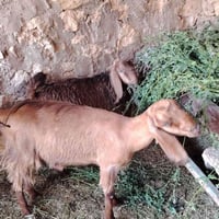 معز شامي • عنز حلاب • صخلا • جدي • ماعز للبيع • معز حلوب • معز إنتاج •...