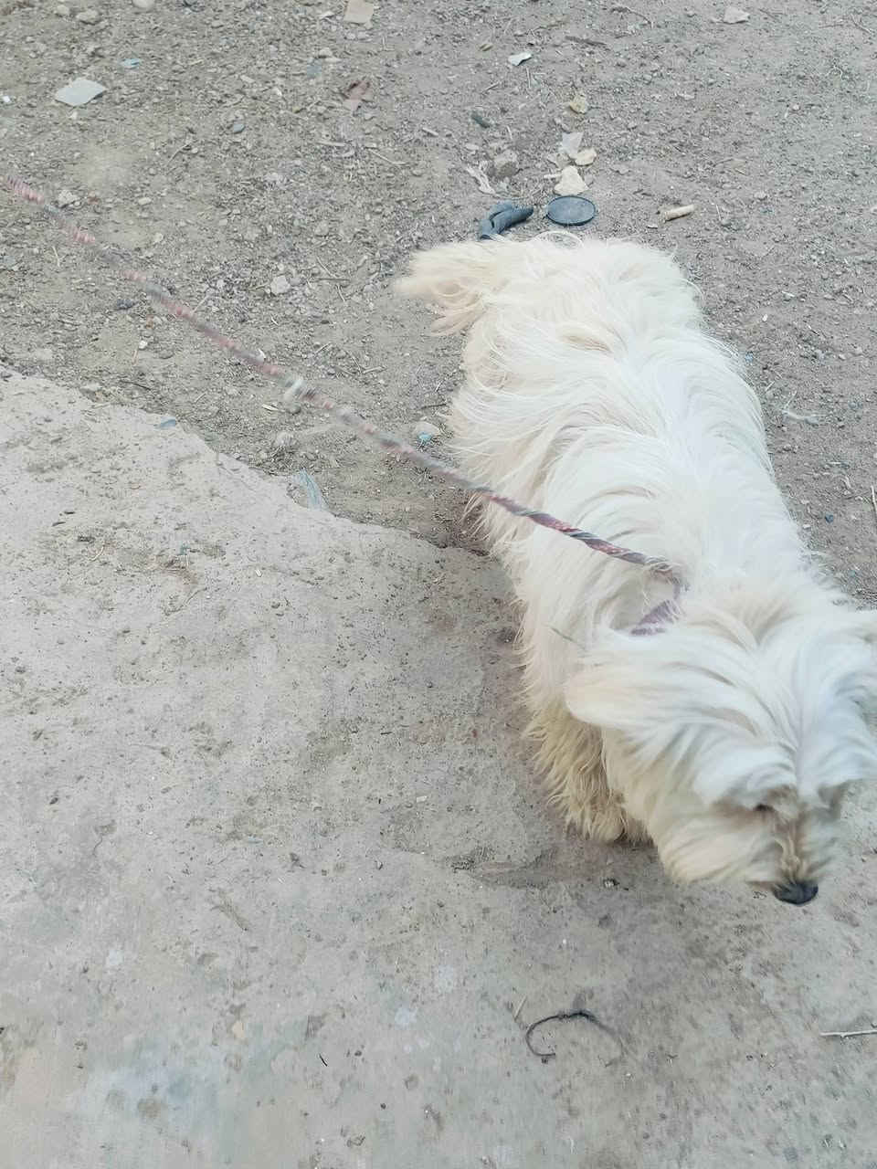 السلام عليكم جلب ڤيني نثيه نضيفه مال بيت ومدربه للبيع سعر 40 وبي مجال مكاني كركوك حي النداء اتصال على الرقم ( ***********)
