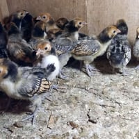صواصي اسباني • صيصان اسباني • فراخ اسباني • دجاج اسباني • صواصي حني • ...
