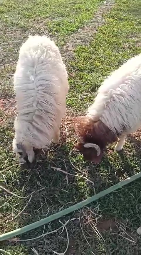 طليان للبيع مستعجل السعر مناسب جدا للتواصل
‏‪***********
