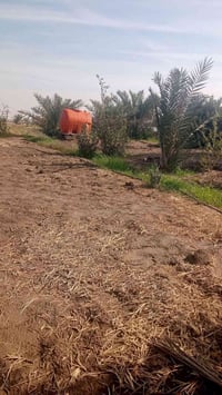 كاع زراعي المساحه دونمين المكان ال ازيرج اشراي يتصل07800086452