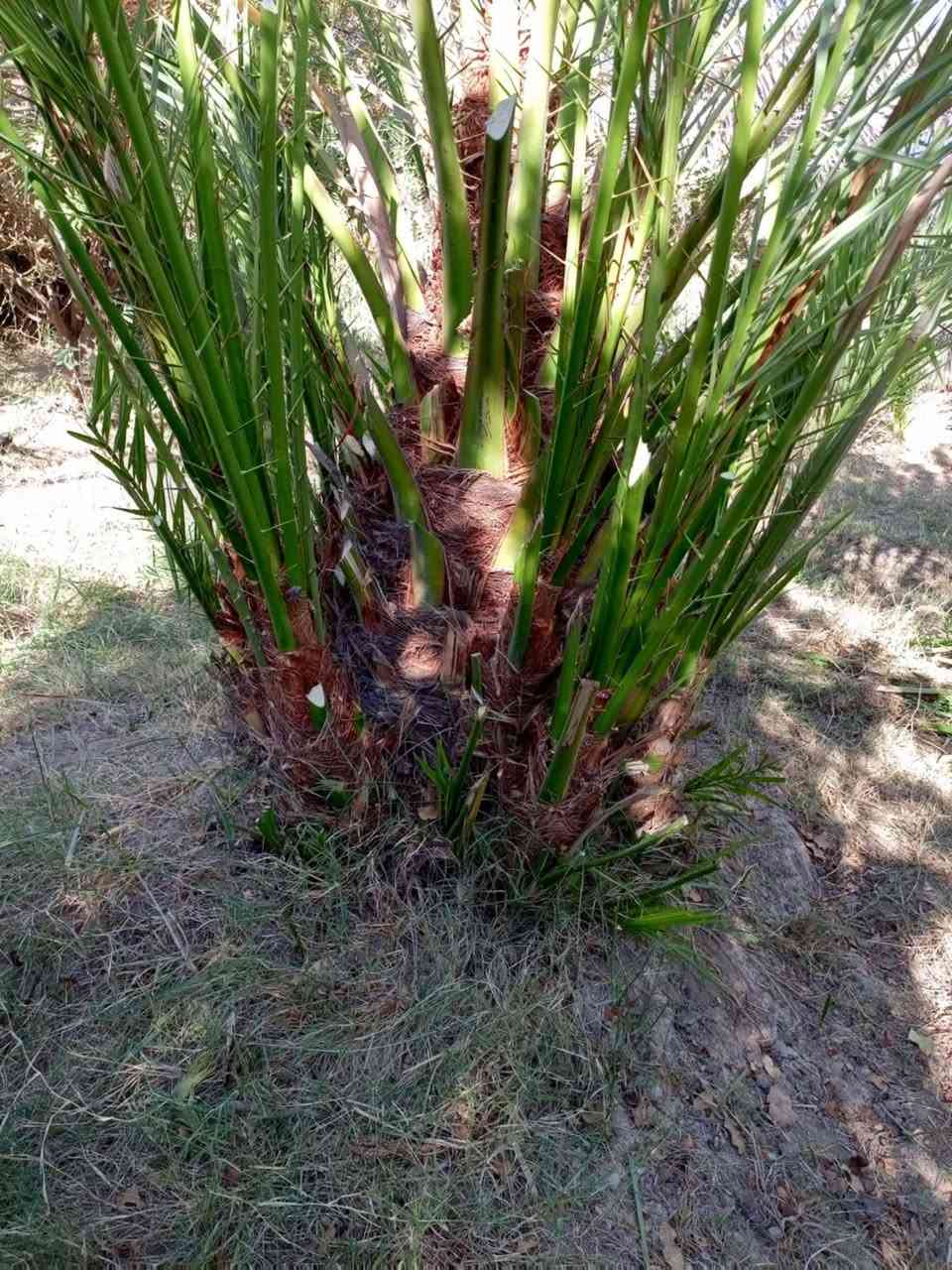 متوفر فسائل بريم سعره الوحده35 ومتوفر فسائل بلكه50 مكاني كربلاء***********
