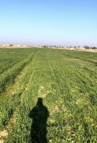 العزيزية مشروع شضيف • ٦٠دونم • ماء وكهرباء