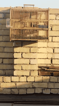 بغداد مدينه الصدر • طير أليف • بدون قفص