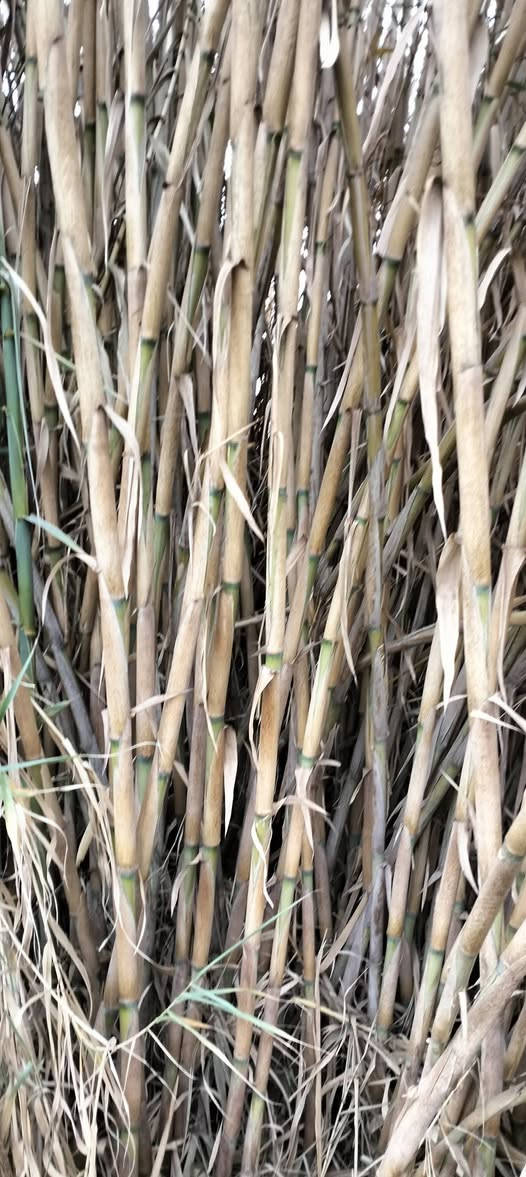 السلام عليكم يوجدجذله زل كصب اليريديجي يحوش مال سيباط عرزاله الاتصال***********
