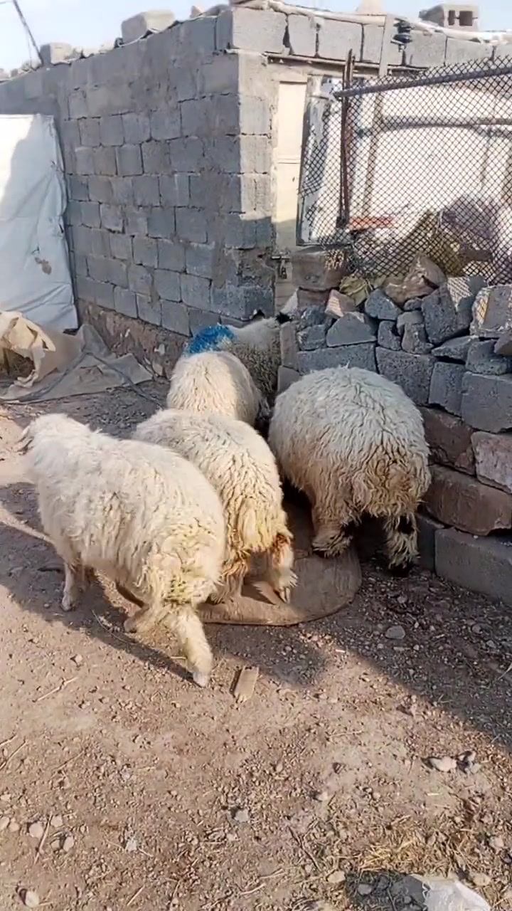 طلين للبيع العدد 4 التفصيل على هاذ الرقم ***********
