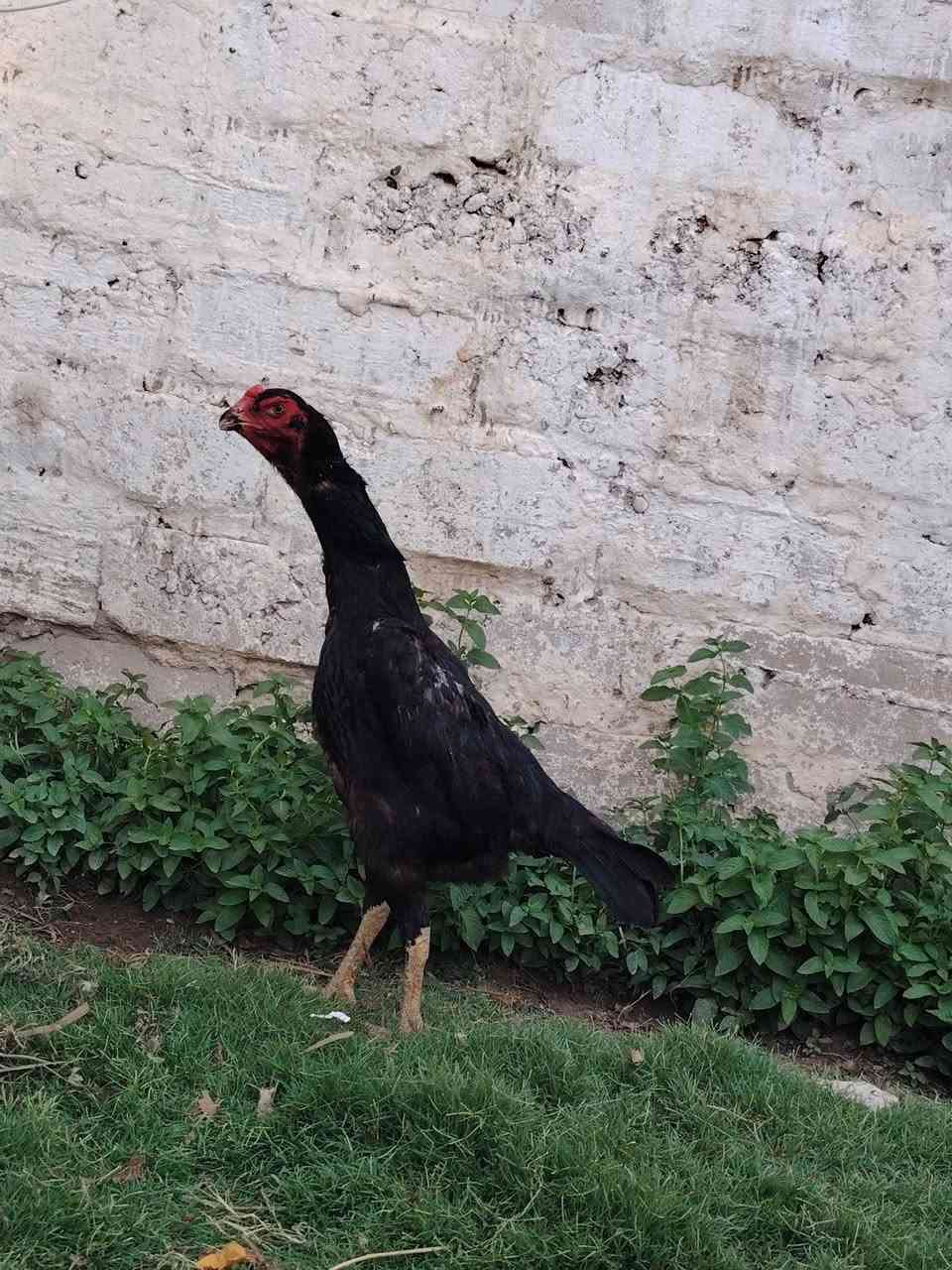 دجاجه او شامو خط اول 
بدايه تبديل الريش
للاستفسار أكثر الاتصال على الرقم او الواتس اب التالي :
***********
