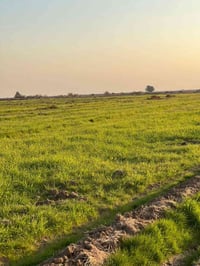 قريه ذهب • ١٠٠دونم • قرب شارع زبيديه