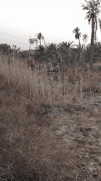 متوفر لدينا بستان دونم ونصف طابو صرف زراعي أصولي 100% ، جميع الخدمات متوفرة ،ماء،كهرباء، شارع 10 متر قيد التبليط ،مدرسة قيد الانشاء 
السعر/ 160 مليون . 
العنوان/ ابي الخصيب/ باب طويل / قرب جسر ابو فلوس 
للاستفسار/ ***********
