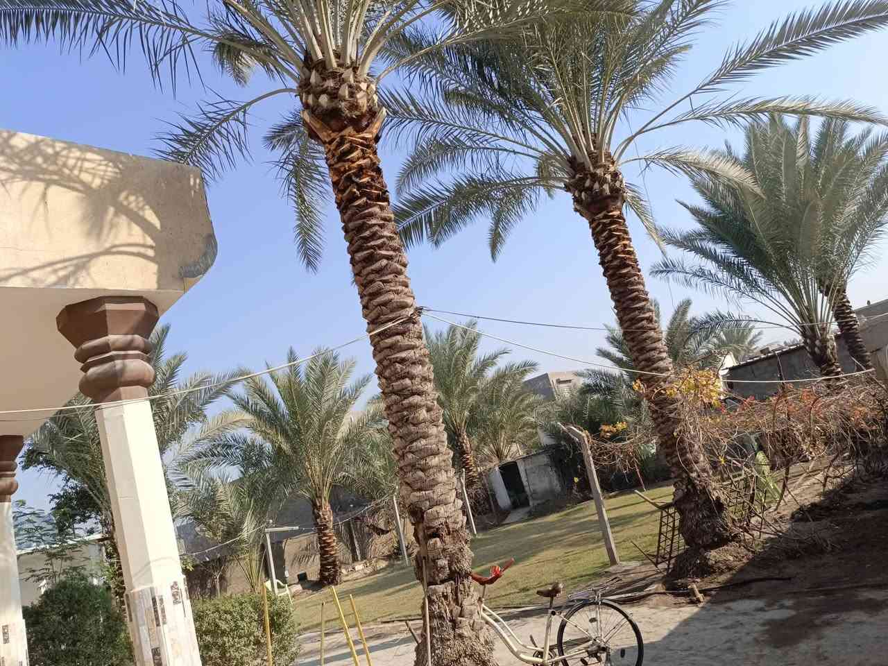 البيع بيت مساحه 820متر متكون من ثلاثه غرف نوم مطبخ وصاله واستقبال سند 17 زراعي الموقع خلف المحطه النيل ***********
