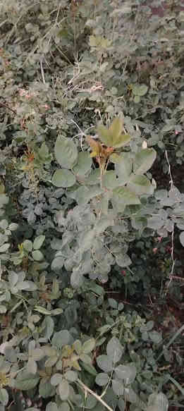 كلشي جاهز جمله مفرد طريق حله نجف الرارنجيه ماكو توصيل 
***********
