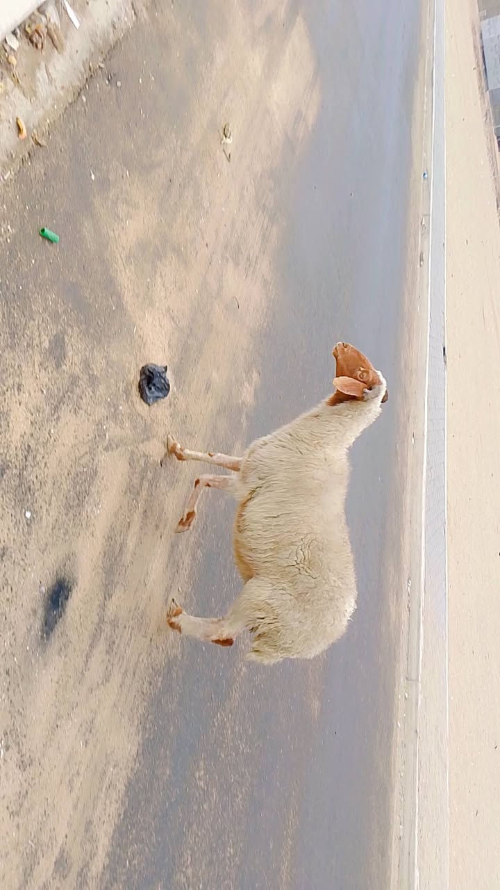 يا الله نعجه حلوه مالت بر صاحيه شرط الصحه وسالمه من كل عيب بيه سن واحد مكسور نعجه  حلوه مالت جنايه صارله بشهرين من مخذه فحل وين راحو جنايه على باب الله تنزيلات بلاش سعر 225 وبيه مجال بسيط المكان البصره الزبير وشراي يتصل بلخدمه ***********
