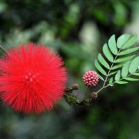 🌿 مشتل نباتات نادرة 🌿 توفرت شتلات كالندرا (Calliandra haematocephala) ...
