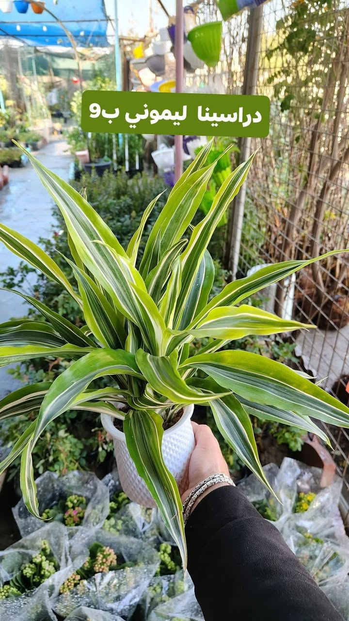 نباتات مائيه توفرت بجميع الانواع يفتح المشتل طيله ايام الاسبوع من الساعه 8:00 صباحا والى الساعه 7:00 ليلآآآ
#مشتل_زهور_واسط العنوان كوت فلكه الحاوي شارع مجمع دمشق الطبي مقابل ابتدائية الكوت للتعليم الأساسي #يوجد_توصيل_داخل_الكوت
*********** لطلب والاستفسار واتساب  او مراسله الصفحه الشخصيه بلال الواسطي🌹😊
