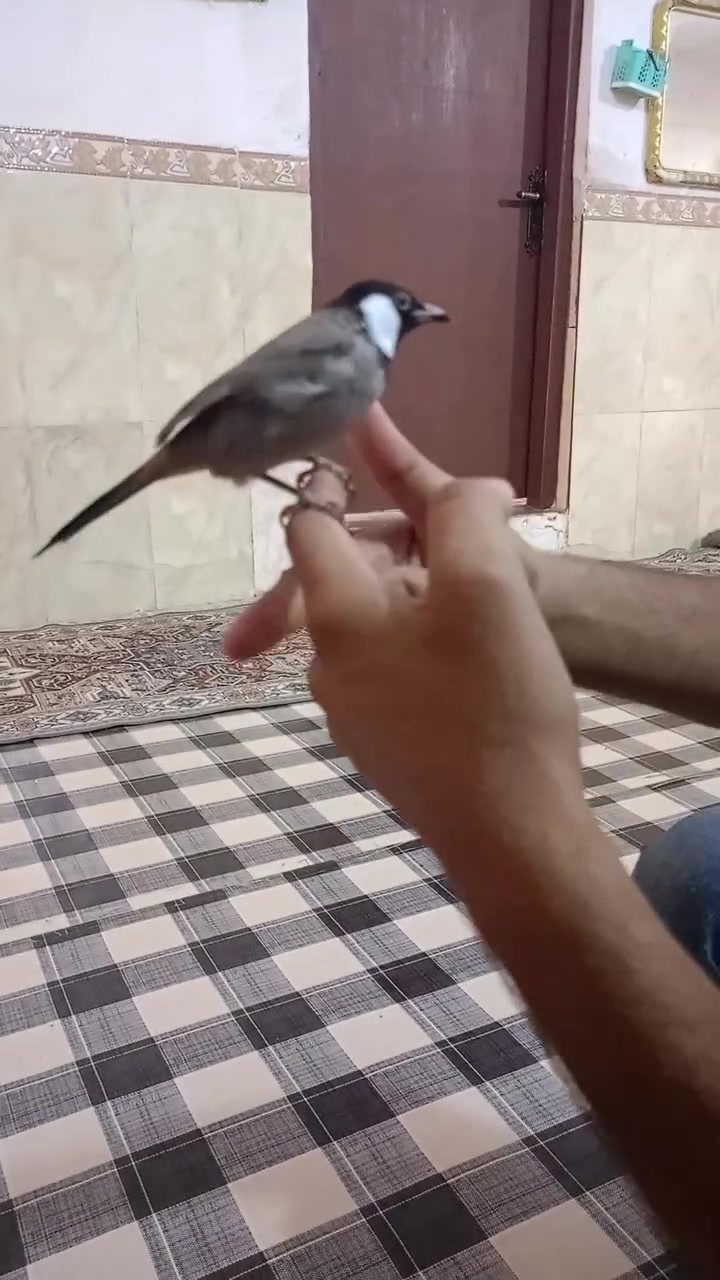 للبيع بلبل مكروض ربه في قضاء المدينه ***********
