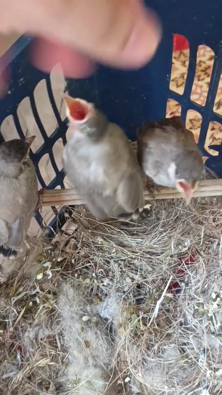 ب 15 تك


**إذا كنت صاحب هذا الإعلان وتريد حذفه لأي سبب، رجاءا أرسل رسالة إلى الدعم الفني**