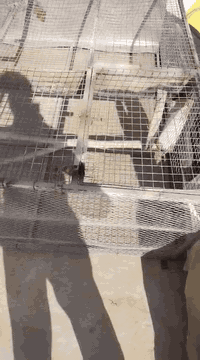 قفص طيور بغبغاء وكوكتيل حديد طول مترين عرض متر ونص نزل 60 سويتو بيدي مكلفني 120 الف ادفع سعر واخذه


**إذا كنت صاحب هذا الإعلان وتريد حذفه لأي سبب، رجاءا أرسل رسالة إلى الدعم الفني**