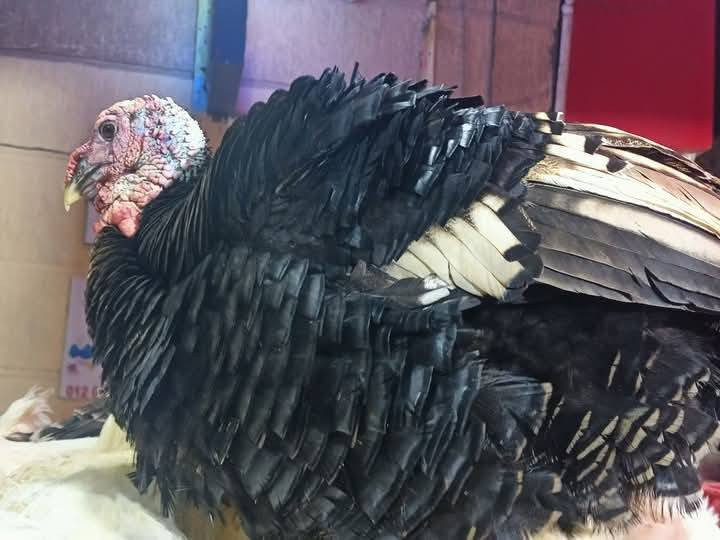 حجز مسبق للكبب والبورك ودولمه وباقي الاكلات ***********
