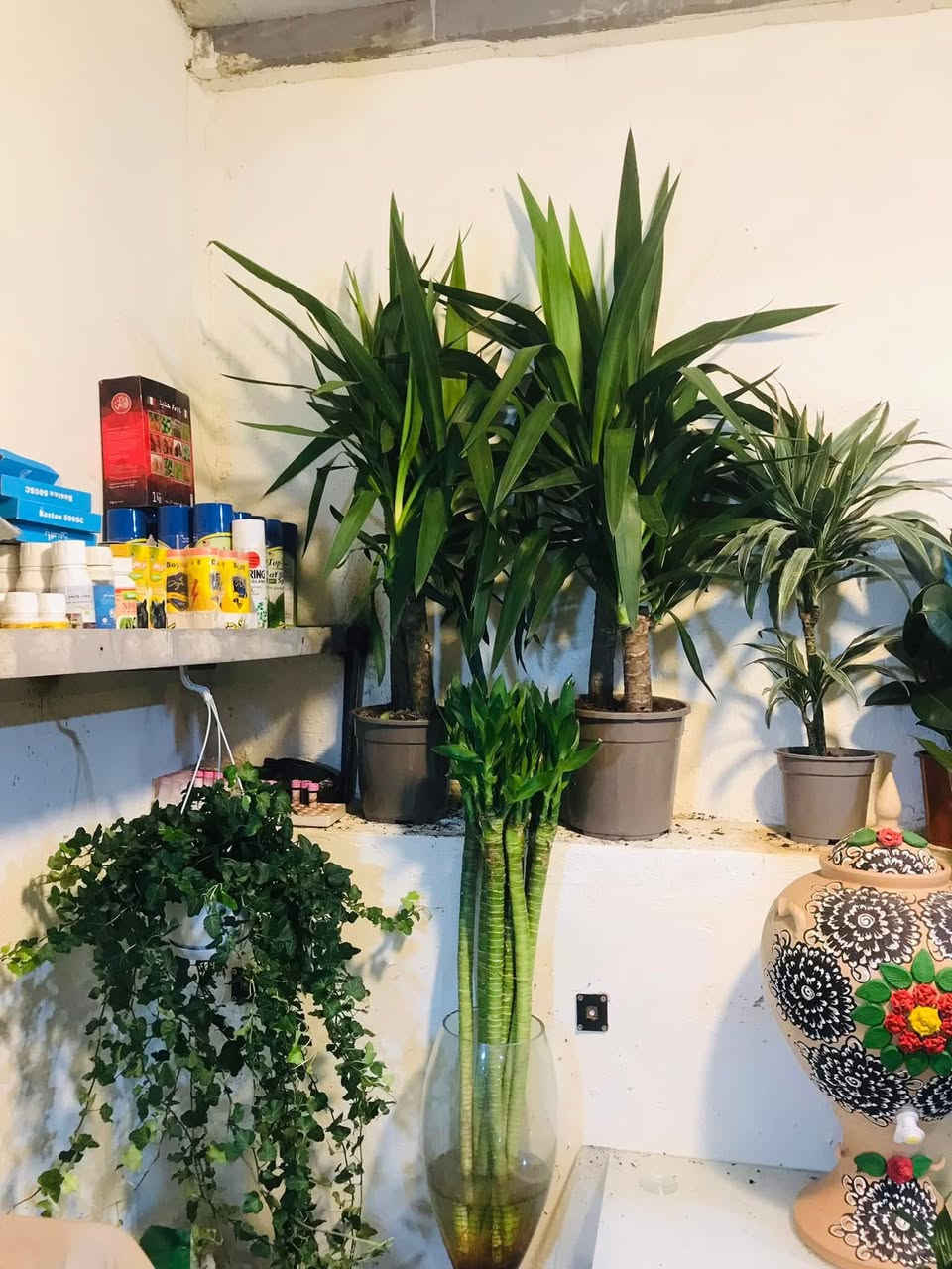 السلام عليكم وصول وجبة جديدة من . والظليات الهولندية الى مشتل زهور الحاج يونس الامين الثانية شارع النواب الضباط تقاطع الزهور مجاور عادل الخطاط


**إذا كنت صاحب هذا الإعلان وتريد حذفه لأي سبب، رجاءا أرسل رسالة إلى الدعم الفني**