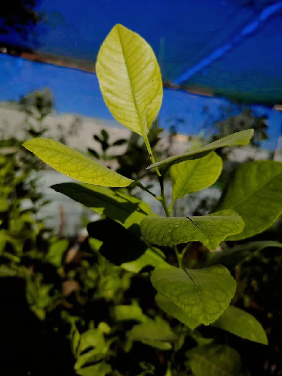 🍋🌳 أشجار ليمون عراقي ارتفاع مترين تقريباً
متوفرة حالياً في مشتل ضفاف دجله 🌿
شجرة بهالحجم جاهزة للزراعة 👏
قوية، متحملة أجواء العراق، ومثمرة بإذن الله 🍋✨
💰 السعر: ٧٠٠٠ دينار فقط
بهالسعر وبهالحجم تعتبر فرصة حقيقية 🔥
📍 العنوان: الكوت – الفلاحية، قرب جسر الأنوار، مجاور إسالة ماء الفلاحية
📞 ***********
العدد محدود… واللي يجي أول ياخذ الأحسن 🌿
