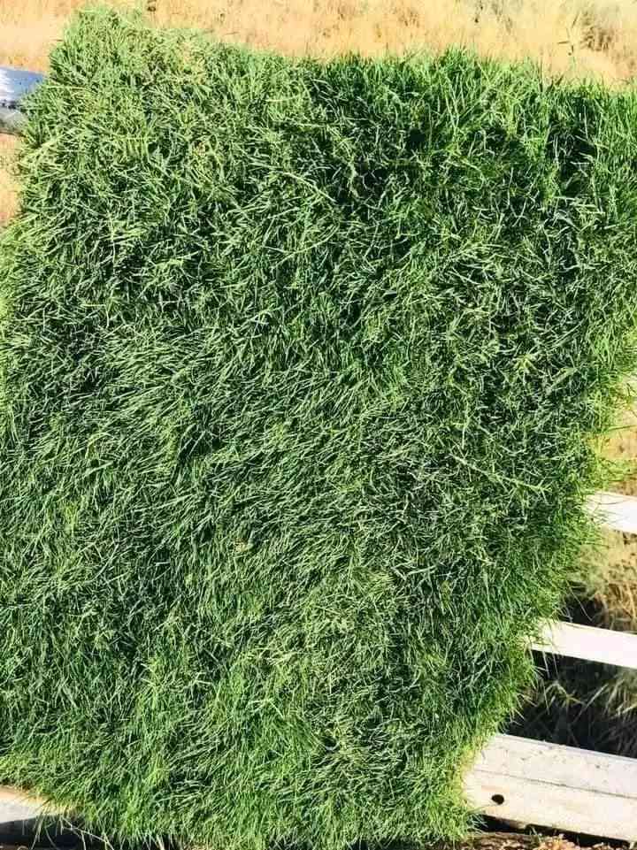 سلام عليكم وصول ثيل درجه اولئ هندي واسباني وايطالي باسعار مناسبه
***********
