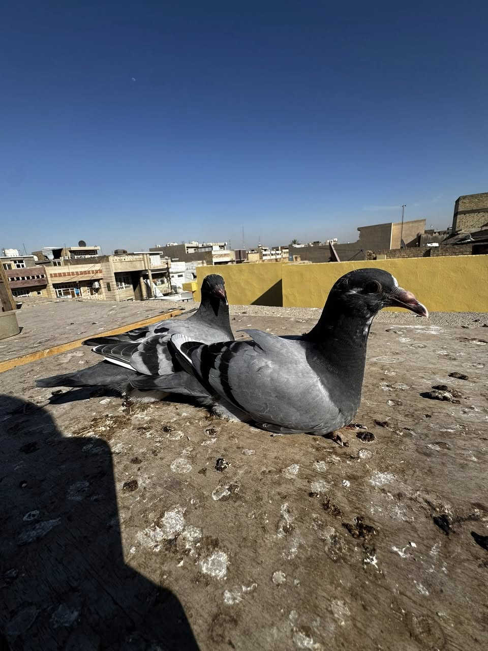 السلام عليكم
اخوان متاح زوج افراخ 
ب30 
مكان بغداد الشعب 
***********
