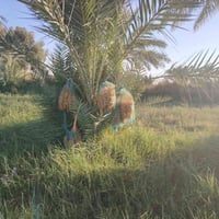 مزرعة للبيع • ٣٠٠٠م • طابو