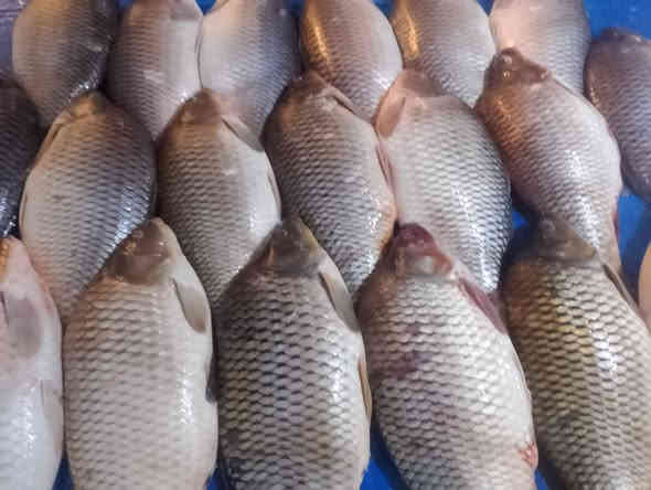 متوفر انواع الأسماك في تكريت سوق الخضار يوجد خدمة توصيل ***********
